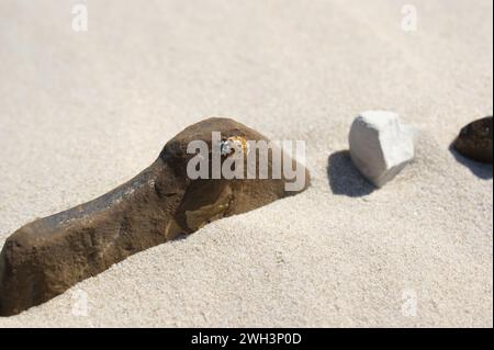 Ostseestrand. Ein Insekt auf einem Felsen an einem Sandstrand. Stockfoto