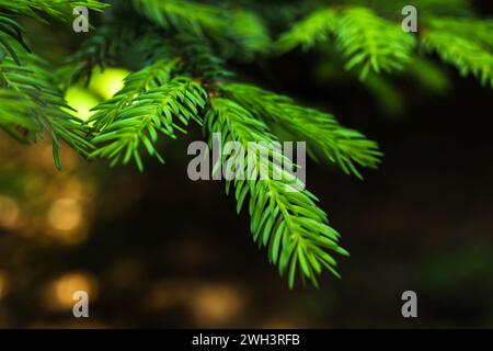 Tannenzweige im Wald, Nahaufnahme Stockfoto