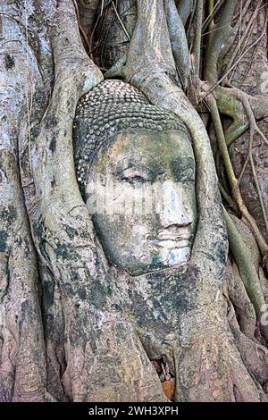 Buddhas Kopf verschlungen in Banyan-Baumwurzeln im Wat Maha That in Ayuthaya, Thailand. Stockfoto