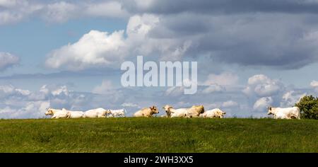 Tierhaltung Rinder auf der Weide Liegend Stockfoto