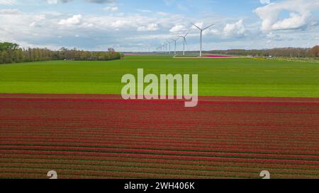 Feld mit Tulpenblumen und Windmühlenpark in den Niederlanden an einem sonnigen Tag Stockfoto