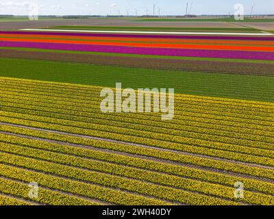 Wunderschöne farbenfrohe Tulpenfelder im Frühling. Luftaufnahme. Stockfoto