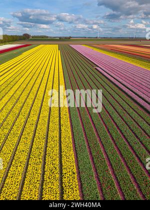 Drohnenbild des Tulpenfeldes von oben, Niederlande. Stockfoto