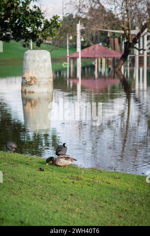 Unterer Spielplatz und großer Teich im Polliwog Park, überflutet vom Regen in Manhattan Beach, CA Stockfoto