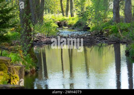 Ein Biberdamm an einem kleinen Fluss im Nationalpark Bayerischer Wald. Stockfoto