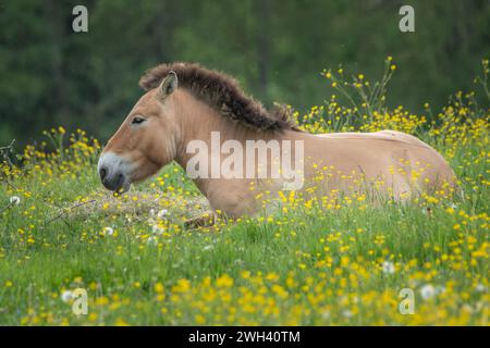 Ein Przewalski Pferd, das auf einer wunderschönen Wiese voller gelber Blumen im Nationalpark Bayerischer Wald sitzt Stockfoto