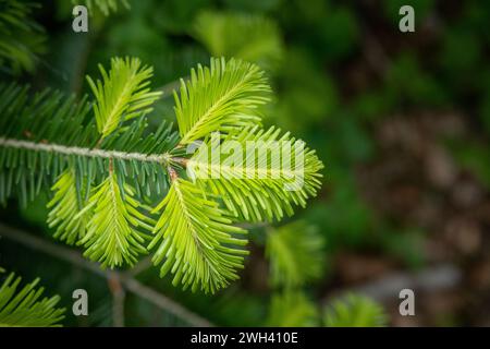 Ein Tannenzweig (Abies alba) mit jungen Triebe zu Beginn der Frühlingssaison. Stockfoto