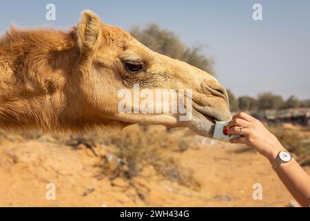 Die Hand der Frau ernährt das Dromedarkamel (Camelus dromedarius) in der Wüste, Digdaga Farm, Vereinigte Arabische Emirate. Stockfoto