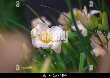 Wunderschöne, weiche rosa Taglilienblume der Eissorte und elegante Candy-Nahaufnahme. Blühende Frühlingsblumen im Garten. Varietäten von Taglilien. Stockfoto