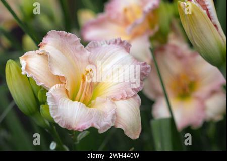 Wunderschöne, weiche rosa Taglilienblume der Eissorte und elegante Candy-Nahaufnahme. Blühende Frühlingsblumen im Garten. Varietäten von Taglilien. Stockfoto