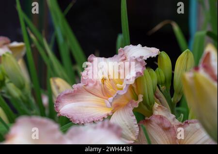 Wunderschöne, weiche rosa Taglilienblume der Eissorte und elegante Candy-Nahaufnahme. Blühende Frühlingsblumen im Garten. Varietäten von Taglilien. Stockfoto