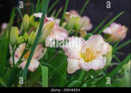 Wunderschöne, weiche rosa Taglilienblume der Eissorte und elegante Candy-Nahaufnahme. Blühende Frühlingsblumen im Garten. Varietäten von Taglilien. Stockfoto