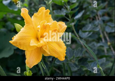 Schöne doppelte gelbe Blume der Taglilienart Hemerocallis Enchanted Forest. Blühende Frühlingsblumen im Garten. Varietäten von Taglilien. Stockfoto
