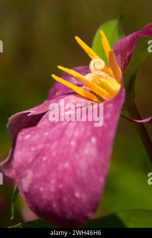 Trillium, Tryon Creek State Park, Oregon Stockfoto