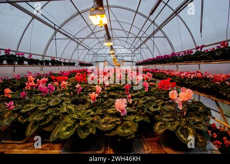 Blühende Cyclamen in modernen Gewächshäusern, selektiver Fokus. Stockfoto