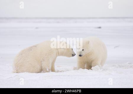 Eisbären Ursus maritimus spielen auf einer Barriereinsel an der arktischen Küste von ANWR Alaska Stockfoto