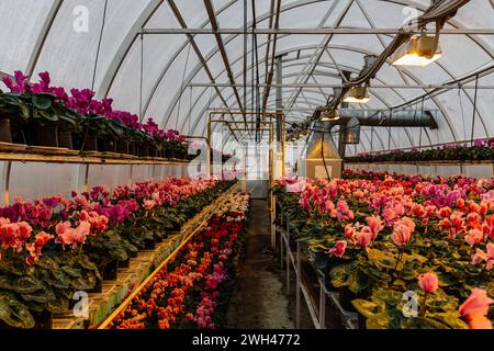 Blühende Cyclamen in modernen Gewächshäusern, selektiver Fokus. Stockfoto