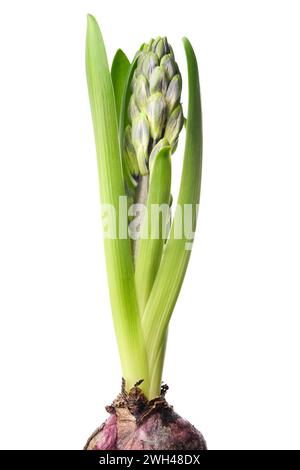 Hyazinth-Blüte mit ungeöffneter Knospe. Blaue hyacinthus, Frühlingsblühende Stauden. Isoliert auf weißem Hintergrund. Stockfoto