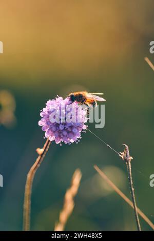 Insekten auf Teufelsstücken in warmem Sonnenlicht Nahaufnahme. Hochwertige Fotos Stockfoto