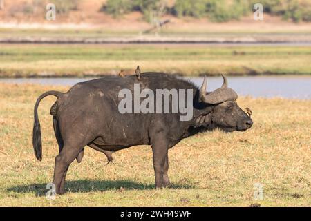 Afrikanischer Büffel mit Rotschnabel-Oxspecht auf der Suche nach Insekten auf der Bestie Stockfoto