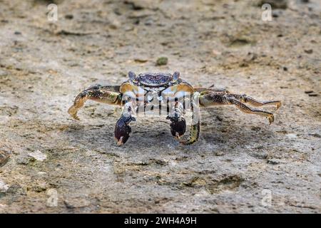 Krabbe am Sandstrand von Aruba, mit Blick auf die Kamera. Die Zangen werden vorne gehalten. Stockfoto