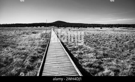 Holzweg in Bozi dar Moor Naturschutzgebiet am sonnigen Herbsttag. Erzgebirge, Tschechisch: Krusne hory, Tschechische Republik. Schwarzweiß-Fotografie. Stockfoto