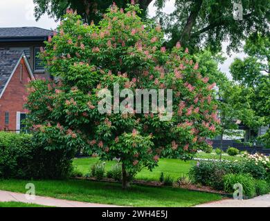 Ein Kastanienbaum in voller Blüte im Vorgarten eines Hauses im Frühsommer. Stockfoto