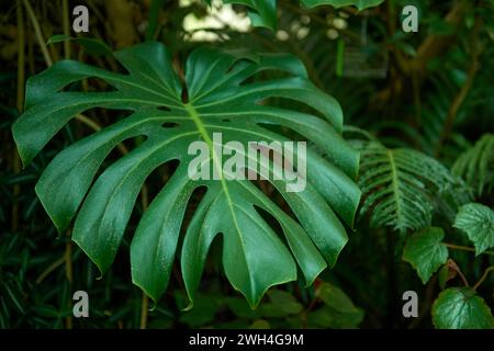 Monstera Madness: Der ultimative Leitfaden für den Anbau und die Pflege von Monstera-Pflanzen. Üppige und gesunde Monstera Pflanzen wachsen. Indoor Garden mit atemberaubendem Stockfoto