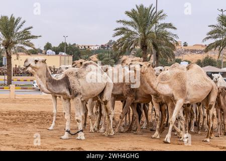 Naher Osten, Saudi-Arabien, Al-Qassim, Buraydah. Kamele auf dem Al Qassim Viehmarkt. Stockfoto