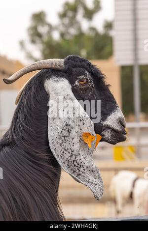 Naher Osten, Saudi-Arabien, Al-Qassim, Buraydah. Eine Ziege auf dem Al Qassim Viehmarkt. Stockfoto