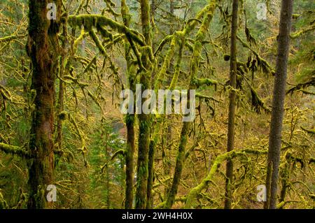 Unten-Ahorn (Acer Macrophyllum), Silver Falls State Park, Oregon Stockfoto