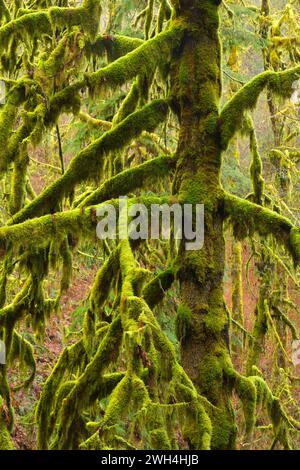 Unten-Ahorn (Acer Macrophyllum) im Wald, Silver Falls State Park, Oregon Stockfoto