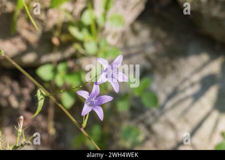 Nahaufnahme der blühenden Campanula rapunkculus-Blüten auf dem Feld Stockfoto