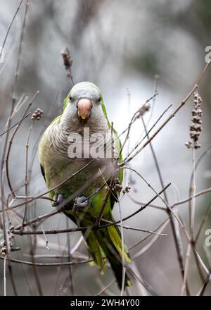 Der Mönchsittich Myiopsitta monachus, der im El Retiro Park in Madrid gesichtet wird, ist ein farbenfroher Papagei mit einem charakteristischen grünen Gefieder und langem Schwanz, oft auch Stockfoto