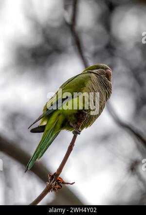 Der Mönchsittich Myiopsitta monachus, der im El Retiro Park in Madrid gesichtet wird, ist ein farbenfroher Papagei mit einem charakteristischen grünen Gefieder und langem Schwanz, oft auch Stockfoto