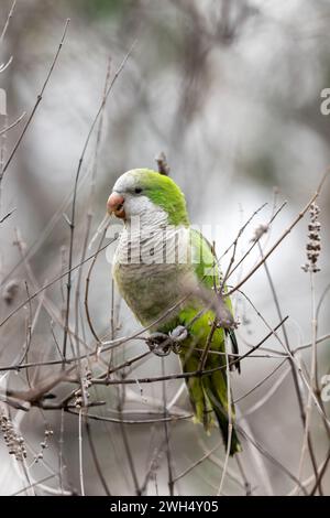 Der Mönchsittich Myiopsitta monachus, der im El Retiro Park in Madrid gesichtet wird, ist ein farbenfroher Papagei mit einem charakteristischen grünen Gefieder und langem Schwanz, oft auch Stockfoto