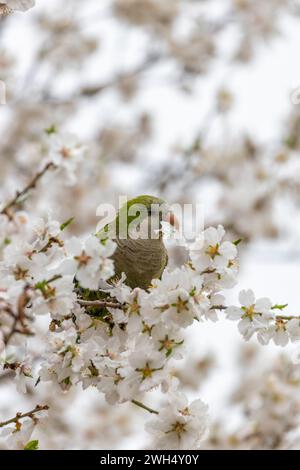 Der Mönchsittich Myiopsitta monachus, der im El Retiro Park in Madrid gesichtet wird, ist ein farbenfroher Papagei mit einem charakteristischen grünen Gefieder und langem Schwanz, oft auch Stockfoto