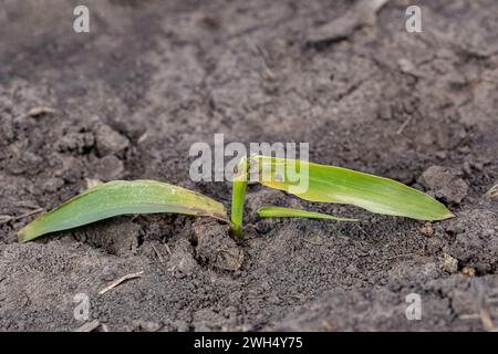 Schäden an Maispflanzen durch Frost, Gefrierwetter und durch Wind wehenden Schmutz. Kälteschäden, Ernteversicherung und Anbaukonzept Stockfoto