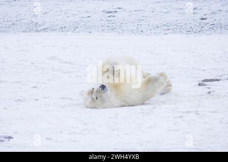 Eisbär Ursus maritimus Sau, die auf Neuschnee rollt, ANWR Arctic Alaska Stockfoto