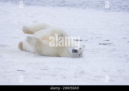 Eisbär Ursus maritimus Sau, die auf Neuschnee rollt, ANWR Arctic Alaska Stockfoto