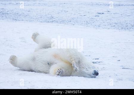 Eisbär Ursus maritimus Sau, die auf Neuschnee rollt, ANWR Arctic Alaska Stockfoto