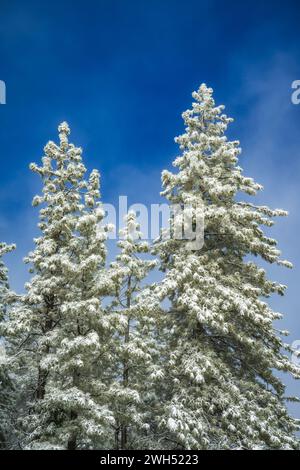 Neuschnee auf Ponderosa Pines, Green Valley Lake, Kalifornien USA Stockfoto