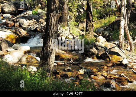 Ein Gebirgsbach fließt in einem schnellen Bach durch den Abendwald und beugt sich um Steine und Stämme von hohen Bäumen. AK-Karum, Altai, Sibirien, Stockfoto