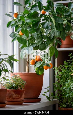 Kleiner Orangenbaum mit Reifen Früchten im Terrakotta-Topf auf Fensterbank zu Hause. Calamondin-Zitruspflanze. Stockfoto
