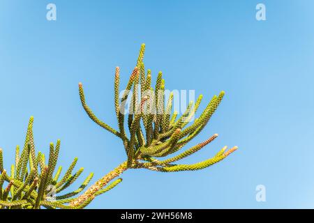 Nadeln von immergrünen Baum Araucaria araucana, gemeinhin als Monkey Puzzle Tree, Monkey Tail Tree, Pewen oder chilenischen Kiefer Stockfoto