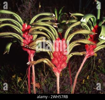 Anigozanthos manglesii, allgemein bekannt als die rot-grüne Kängurupfote, Mangles' Kängurupfote, kurulbrang Stockfoto