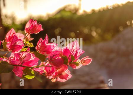 Bougainvillea, Papierblume Bougainvillea hybrida weicher Fokus mit unscharfem Hintergrund. Exotische, schöne kleine lila Bougainvillea Blume. Stockfoto