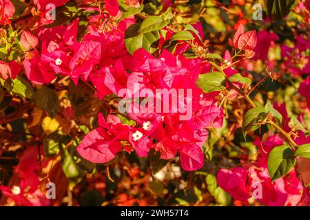 Bougainvillea, Papierblume Bougainvillea hybrida weicher Fokus mit unscharfem Hintergrund. Exotische, schöne kleine lila Bougainvillea Blume. Stockfoto