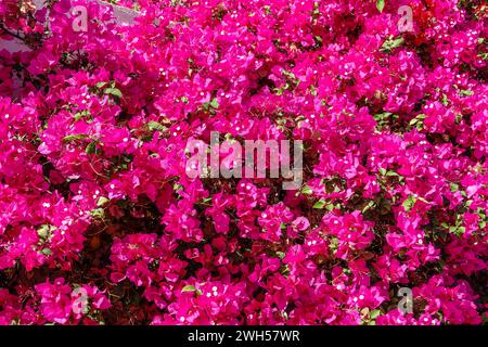 Bougainvillea, Papierblume Bougainvillea hybrida weicher Fokus mit unscharfem Hintergrund. Exotische, schöne kleine lila Bougainvillea Blume. Stockfoto