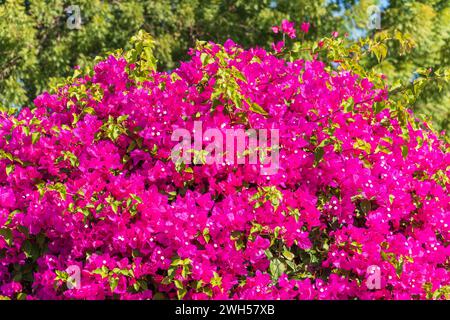 Bougainvillea, Papierblume Bougainvillea hybrida weicher Fokus mit unscharfem Hintergrund. Exotische, schöne kleine lila Bougainvillea Blume. Stockfoto